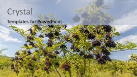  Presentation with hungary - Slide set with elderberry-orchard-in-tokaj-region background and a light blue colored foreground