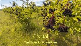  Presentation with region 3 - PPT theme having elderberry-orchard-in-tokaj-region background and a tawny brown colored foreground