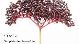  Presentation with angina - PPT theme having flu and fever angina background and a white colored foreground