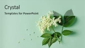  Presentation with light green - Beautiful PPT theme featuring elderflower blossom flower with leaves backdrop and a soft green colored foreground