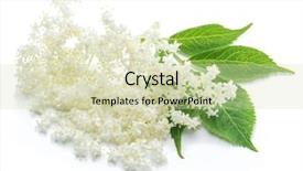  Presentation with white flowers - Beautiful slides featuring vitamin c supplements - elderberry flowers on the white backdrop and a soft green colored foreground