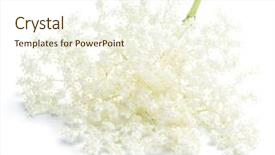  Presentation with white flowers - Slides featuring liqueur - elderberry flowers on the white background and a cream colored foreground