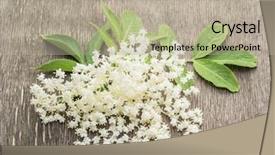  Presentation with flowers - Slides having vitamin c supplements - elderberry flowers on the wooden background and a mint green colored foreground