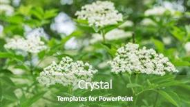  Presentation with nature - Amazing presentation design having vitamin c supplements - elderberry tree in blossom nature backdrop and a tawny brown colored foreground