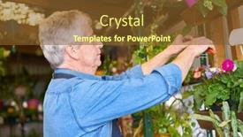  Presentation with elderly care - PPT layouts having elderly-gardener-cuts-back background and a tawny brown colored foreground