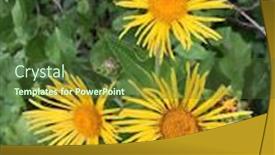  Presentation with jasmine flower gratis - Audience pleasing PPT theme consisting of elecampane-flower-near-lake-erie backdrop and a tawny brown colored foreground