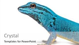  Presentation with camera - Colorful presentation theme enhanced with electric-blue-gecko-looking backdrop and a white colored foreground