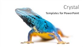  Presentation with electric - Presentation theme having electric-blue-gecko-looking background and a white colored foreground