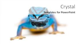  Presentation with electric - Presentation theme featuring electric-blue-gecko-lygodactylus-williamsi background and a white colored foreground