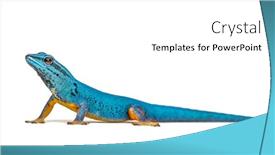  Presentation with electric - PPT layouts having electric-blue-gecko-lygodactylus-williamsi background and a white colored foreground