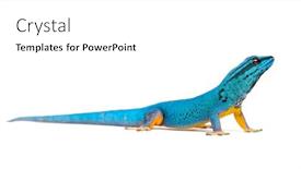  Presentation with electric - PPT theme with electric-blue-gecko-lygodactylus-williamsi background and a white colored foreground