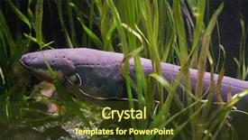  Presentation with electric - Colorful presentation enhanced with electric eel electrophorus electricus tropical backdrop and a tawny brown colored foreground