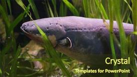  Presentation with electric - Amazing slide deck having electric eel electrophorus electricus tropical backdrop and a tawny brown colored foreground
