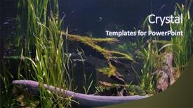  Presentation with electric - Presentation consisting of electric eel electrophorus electricus tropical background and a wine colored foreground