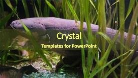  Presentation with electric - Presentation design having electric eel electrophorus electricus tropical background and a tawny brown colored foreground