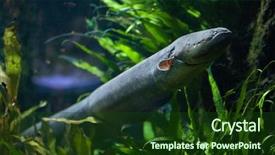  Presentation with freshwater fish - Amazing slides having electrical - electric eel electrophorus electricus freshwater backdrop and a tawny brown colored foreground