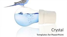  Presentation with parrot - Amazing PPT theme having electrical protection life - little blue parrot sitting backdrop and a cream colored foreground