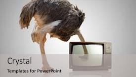  Presentation with television - Colorful PPT layouts enhanced with electronic communication - ostrich looking through television backdrop and a light gray colored foreground