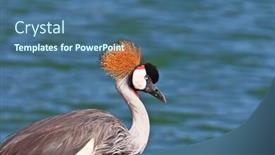  Presentation with safari - Beautiful slides featuring elegant and graceful bird with magnificent plumage crest on the head he lives near bodies of water park safari in tel aviv backdrop and a ocean colored foreground