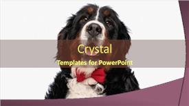  Presentation with tongue - Slide deck consisting of elegant-berna-shepherd-puppy-wearing background and a tawny brown colored foreground