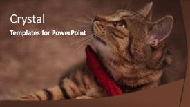  Presentation with fold - Colorful slides enhanced with elegant british fold lying on brown fur background looks up to side backdrop and a tawny brown colored foreground