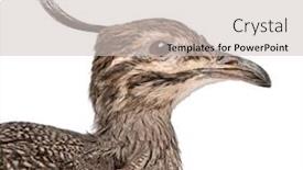  Presentation with elegant green white romantic - Theme enhanced with elegant-crested-tinamou-or-martineta background and a soft green colored foreground