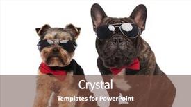  Presentation with dog - Slide set consisting of elegant dog couple wearing sunglasses background and a  colored foreground
