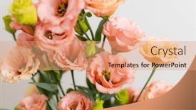  Presentation with color pink - PPT theme with elegant-eustoma-in-pink-color background and a coral colored foreground