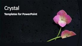  Presentation with flowery - Presentation design having elegant flowery background on black with water drops background and a black colored foreground