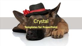  Presentation with german - Amazing slides having elegant german shepard wearing black backdrop and a tawny brown colored foreground