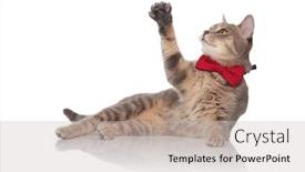  Presentation with paw - Theme having elegant grey cat lying on white background and playing with its paw while looking up to side background and a light gray colored foreground