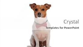  Presentation with russell - Presentation theme consisting of elegant-jack-russell-terrier-puppy background and a white colored foreground