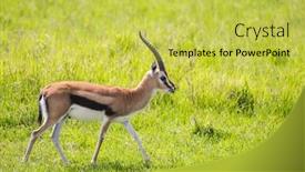 Presentation with savannah - PPT layouts consisting of elegant-light-real-antelope-thomson background and a yellow colored foreground