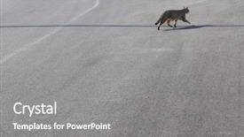  Presentation with domestic animal - Presentation theme featuring housecat animal crossing a shadow background and a gray colored foreground