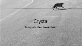  Presentation with domestic animal - Cool new slide deck with housecat animal crossing a shadow backdrop and a light gray colored foreground