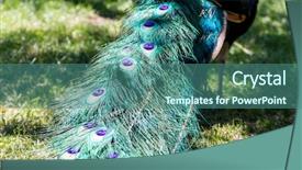  Presentation with displaying - Slide deck having elegant majestic beautiful peacock background and a ocean colored foreground