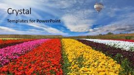  Presentation with elegant flowers - Audience pleasing presentation theme consisting of elegant multi-color rural fields backdrop and a light blue colored foreground