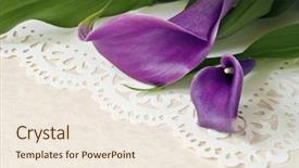  Presentation with calla lily - Theme having elegant purple calla lilies background and a sky blue colored foreground