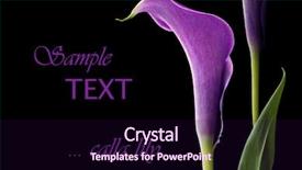  Presentation with elegant flowers - Presentation theme with new year bash - flying bottles generated 3d background and a black colored foreground