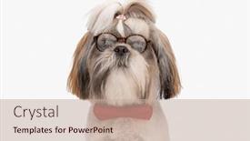  Presentation with eyeglasses - 