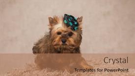  Presentation with elegant - PPT theme featuring elegant-yorkshie-terrier-dog-wearing background and a coral colored foreground