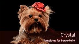  Presentation with flower elegant - PPT layouts featuring elegant-yorkshire-terrier-puppy-wearing background and a wine colored foreground