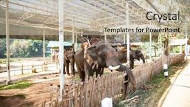  Presentation with mai - Presentation enhanced with elelphant - elephants being held captive background and a mint green colored foreground