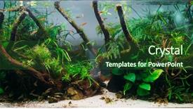  Presentation with algae - Audience pleasing slides consisting of fishbowls - aquarium algae elements of flora backdrop and a forest green colored foreground