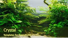  Presentation with algae - Amazing PPT theme having fishbowls - aquarium algae elements of flora backdrop and a tawny brown colored foreground