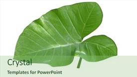  Presentation with isolated fall oak leaf - Cool new PPT layouts with elephan - single taro leaf isolated backdrop and a  colored foreground