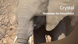  Presentation with kruger - PPT theme consisting of elephant at kruger national park background and a coral colored foreground