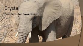  Presentation with kruger - Beautiful presentation featuring elephant at kruger national park backdrop and a coral colored foreground