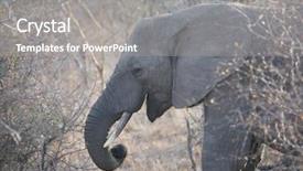  Presentation with kruger - Presentation theme with elephant at kruger national park background and a gray colored foreground