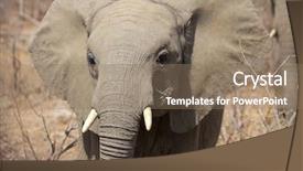  Presentation with kruger - Colorful PPT theme enhanced with elephant at kruger national park backdrop and a coral colored foreground